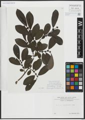 Foto von Salix appendiculata Vill.
